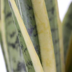 Bogenhanf, Topf-Ø 21 Cm, Höhe Ca. 80 Cm -Compo Verkäufe 0250200546 Sansevieria Trifasciata Laurentii