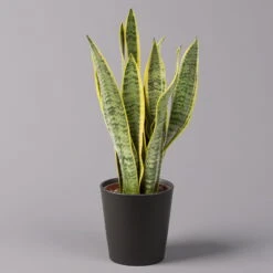 Ausgewählte Produkte -Compo Verkäufe 0250200718 Sansev Laurentii Dallas anthrazit 1