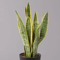 Bogenhanf In Keramiktopf Anthrazit, Topf-Ø 12 Cm, Höhe Ca. 35-45 Cm, 3er-Set -Compo Verkäufe 0250200718 Sansev Laurentii Dallas anthrazit 2