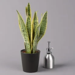 Bogenhanf In Keramiktopf Anthrazit, Topf-Ø 12 Cm, Höhe Ca. 35-45 Cm, 3er-Set -Compo Verkäufe 0250200718 Sansev Laurentii Dallas anthrazit 3