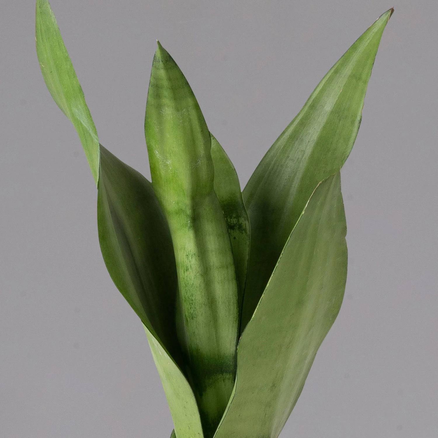 Bogenhanf 'Moonshine' In Übertopf Vibes Blau, Topf-Ø 12 Cm, Höhe Ca. 45 Cm 2 Bogenhanf 'Moonshine' In Übertopf Vibes Blau, Topf-Ø 12 Cm, Höhe Ca. 45 Cm – Bild 2