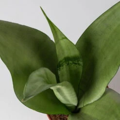 Bogenhanf 'Moonshine' In Übertopf Vibes Blau, Topf-Ø 12 Cm, Höhe Ca. 45 Cm 8 Bogenhanf 'Moonshine' In Übertopf Vibes Blau, Topf-Ø 12 Cm, Höhe Ca. 45 Cm -Compo Verkäufe 0250200807 0250200808 0250200809 sansevieria moonshine T12 1 2 123611 1