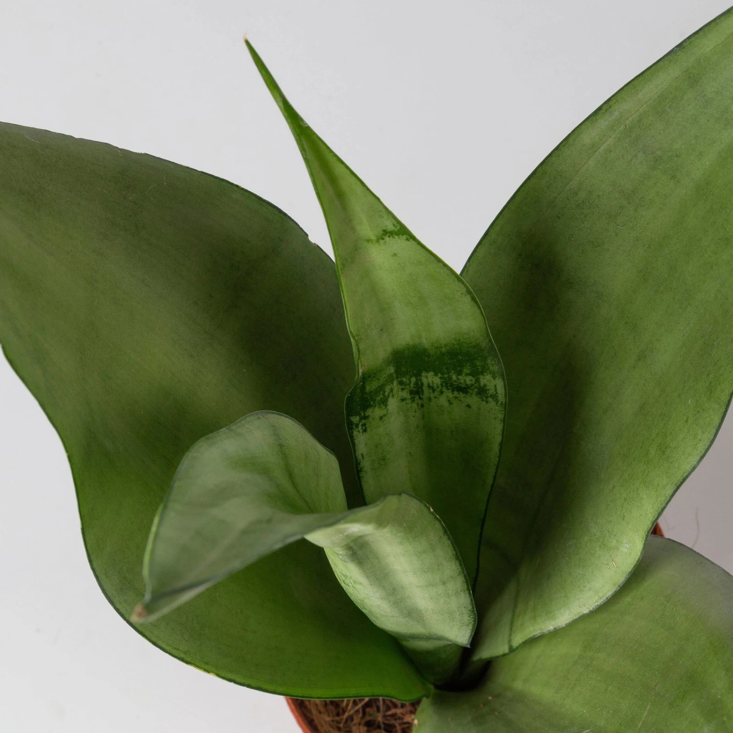 Bogenhanf 'Moonshine' In Übertopf Vibes Blau, Topf-Ø 12 Cm, Höhe Ca. 45 Cm 3 Bogenhanf 'Moonshine' In Übertopf Vibes Blau, Topf-Ø 12 Cm, Höhe Ca. 45 Cm – Bild 3