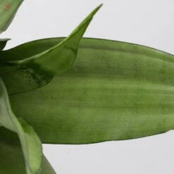 Bogenhanf 'Moonshine' In Übertopf Vibes Weiß, Topf-Ø 12 Cm, Höhe Ca. 45 Cm -Compo Verkäufe 0250200807 0250200808 0250200809 sansevieria moonshine T12 1 3 123610