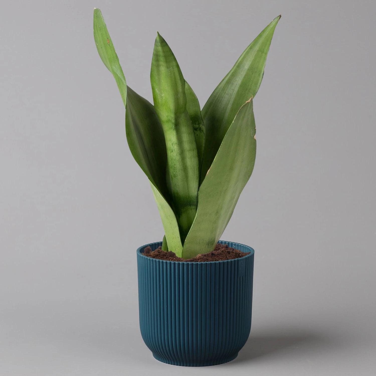 Bogenhanf 'Moonshine' In Übertopf Vibes Blau, Topf-Ø 12 Cm, Höhe Ca. 45 Cm 1 Bogenhanf 'Moonshine' In Übertopf Vibes Blau, Topf-Ø 12 Cm, Höhe Ca. 45 Cm