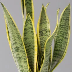 Bogenhanf In Übertopf Vibes Gelb, Topf-Ø 12 Cm, Höhe Ca. 45 Cm -Compo Verkäufe 0250200811 0250200812 0250200813 0250200815 Sansevieria trif 124883