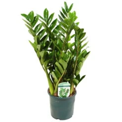 Ausgewählte Produkte -Compo Verkäufe 0250300075 Zamioculcas zamiifolia Lucky 17cm T H 50cm