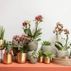 Phalaenopsis, Gesprenkelte Sorten, 3 Rispen, Topf-Ø 9 Cm, Höhe Ca. 30 Cm -Compo Verkäufe 0290100047