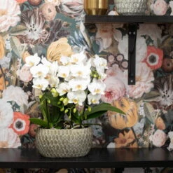 Phalaenopsis, Weißtöne, 3 Rispen, Topf-Ø 9 Cm, Höhe Ca. 30 Cm