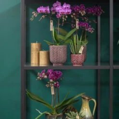 Phalaenopsis, Lilatöne, 3 Rispen, Topf-Ø 9cm, Mit Keramikübertopf, Höhe Ca. 30cm 8 Phalaenopsis, Lilatöne, 3 Rispen, Topf-Ø 9cm, Mit Keramikübertopf, Höhe Ca. 30cm -Compo Verkäufe 0290100053 0290100045