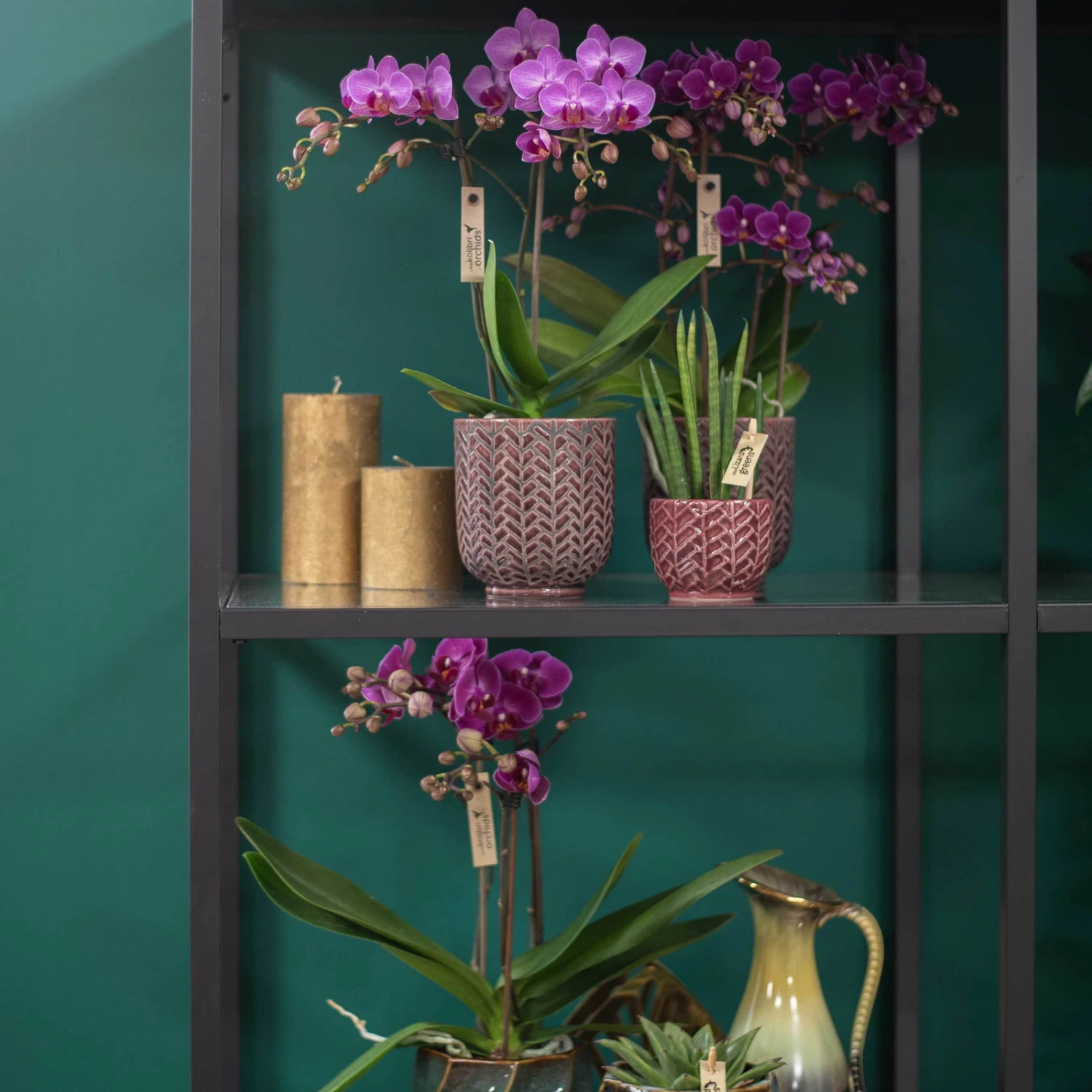 Phalaenopsis, Lilatöne, 3 Rispen, Topf-Ø 9cm, Mit Keramikübertopf, Höhe Ca. 30cm 3 Phalaenopsis, Lilatöne, 3 Rispen, Topf-Ø 9cm, Mit Keramikübertopf, Höhe Ca. 30cm – Bild 3