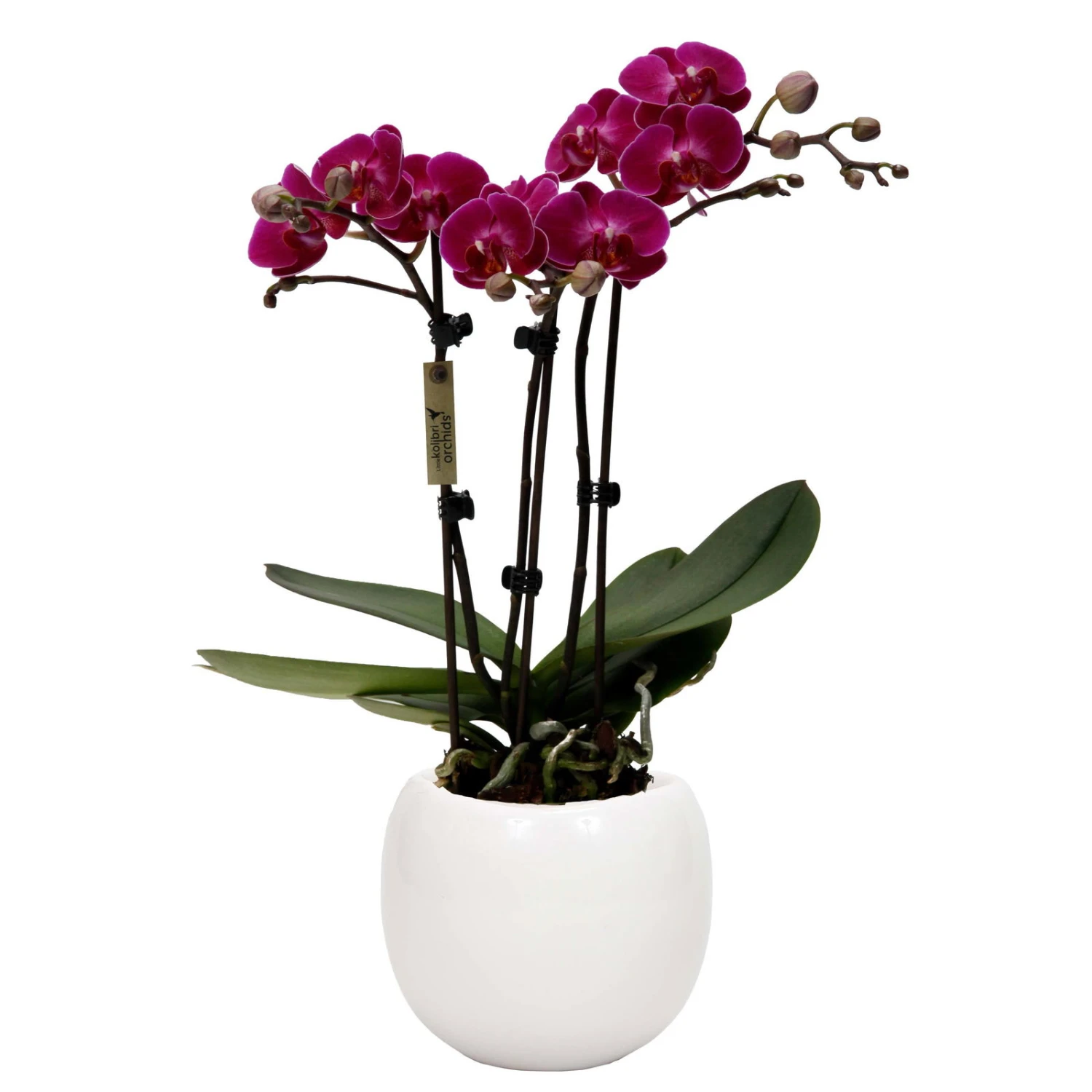 Phalaenopsis, Lilatöne, 3 Rispen, Topf-Ø 9cm, Mit Keramikübertopf, Höhe Ca. 30cm 1 Phalaenopsis, Lilatöne, 3 Rispen, Topf-Ø 9cm, Mit Keramikübertopf, Höhe Ca. 30cm
