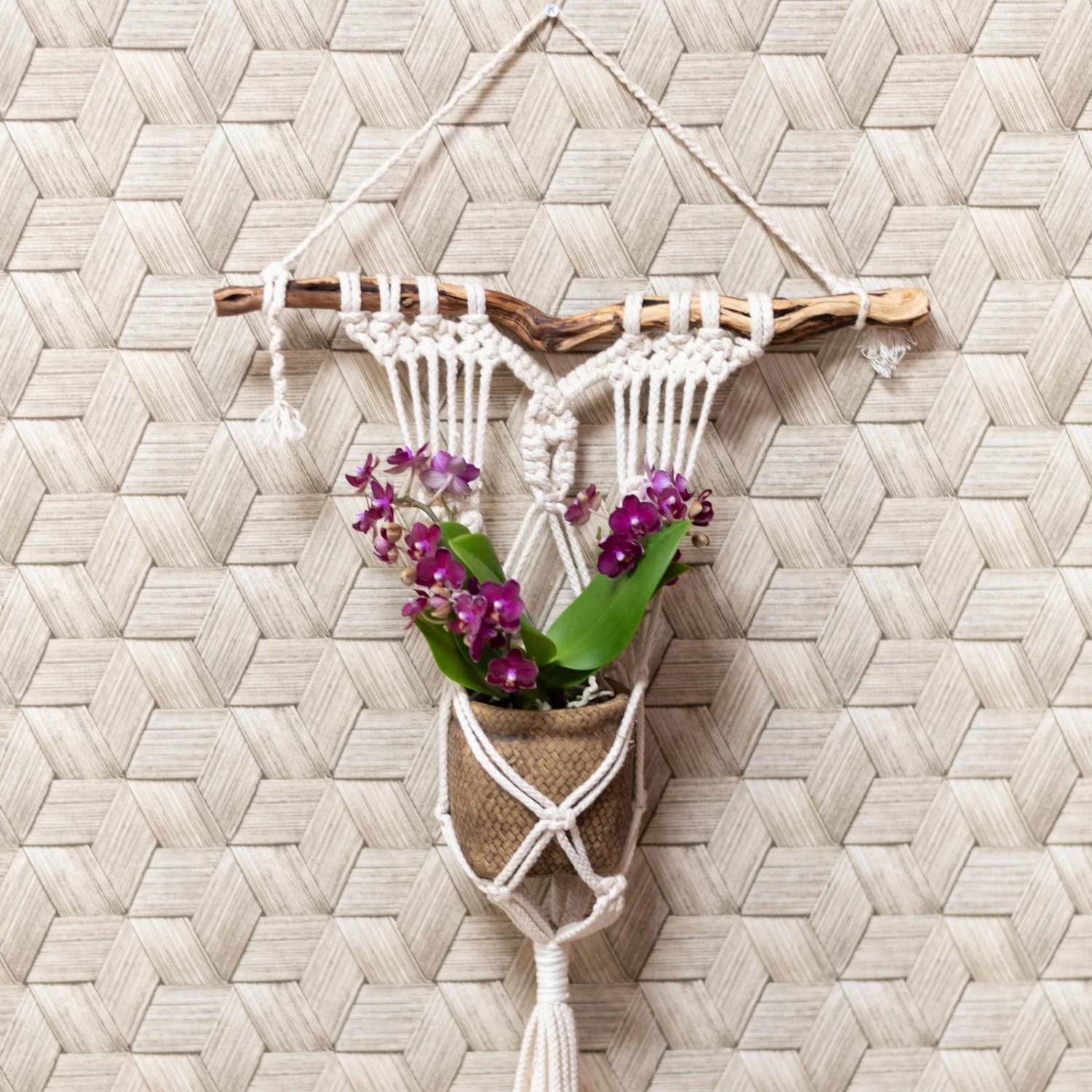 Phalaenopsis, Lilatöne, 3 Rispen, Topf-Ø 9cm, Mit Keramikübertopf, Höhe Ca. 30cm 4 Phalaenopsis, Lilatöne, 3 Rispen, Topf-Ø 9cm, Mit Keramikübertopf, Höhe Ca. 30cm – Bild 4