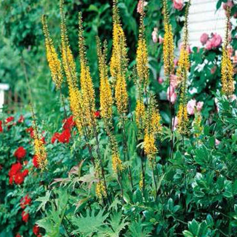 Ligularia Przewalskii Gelb, Topf-Ø 11 Cm, 3er-Set 1 Ligularia Przewalskii Gelb, Topf-Ø 11 Cm, 3er-Set