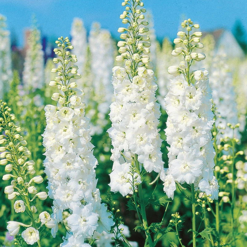 Rittersporn 'New Millenium' Weiß, Topf-Ø 11 Cm, 3er-Set 1 Rittersporn 'New Millenium' Weiß, Topf-Ø 11 Cm, 3er-Set