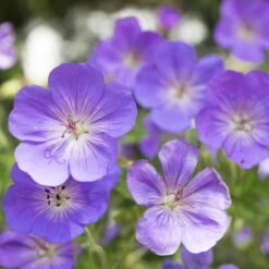 Storchschnabel 'Rozanne'® Violett, Topf-Ø 12 Cm, 3er-Set 11 Storchschnabel 'Rozanne'® Violett, Topf-Ø 12 Cm, 3er-Set -Compo Verkäufe 0310106062 Geranium wallichianum Rozanne Koelle 11cm Topf 67672