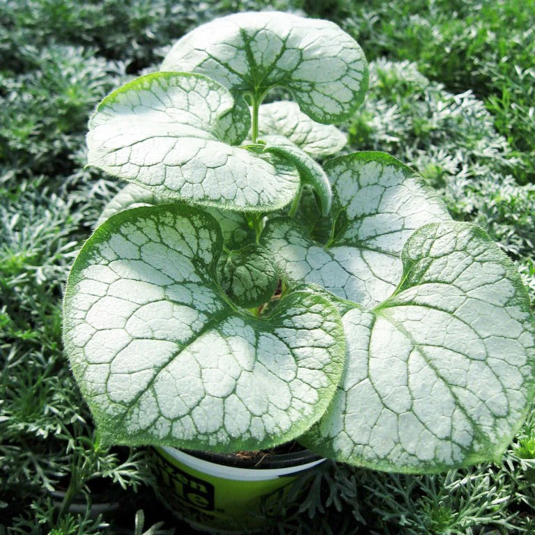 Vergissmeinnicht 'Jack Frost' Blau, Topf-Ø 12 Cm, 3er-Set 2 Vergissmeinnicht 'Jack Frost' Blau, Topf-Ø 12 Cm, 3er-Set – Bild 2