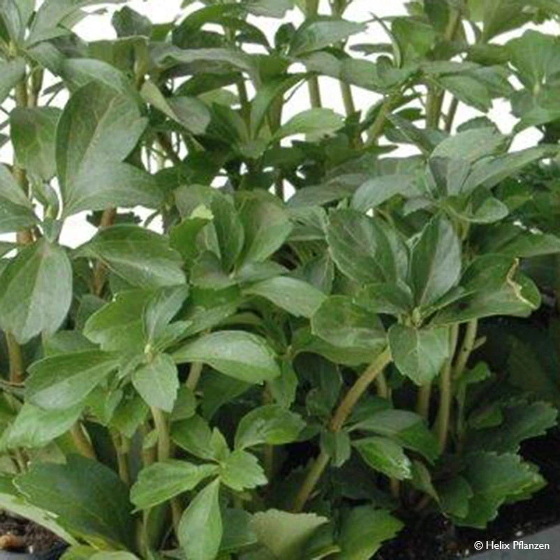 Dickmännchen (Pachysandra Terminalis), 9 Cm Topf, 12er-Set 1 Dickmännchen (Pachysandra Terminalis), 9 Cm Topf, 12er-Set
