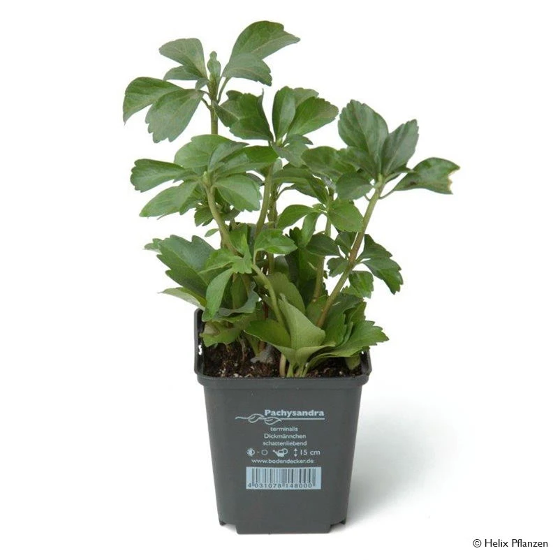 Dickmännchen (Pachysandra Terminalis), 9 Cm Topf, 12er-Set 2 Dickmännchen (Pachysandra Terminalis), 9 Cm Topf, 12er-Set – Bild 2
