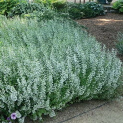 Trockenresistente Stauden Set, 18 Pflanzen Für 3 M², Bunt 26 Trockenresistente Stauden Set, 18 Pflanzen Für 3 M², Bunt -Compo Verkäufe 0310107644 Calamintha nepeta Koelle 11cm Topf blau 75687