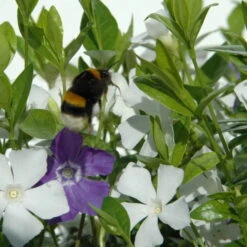 Vinca Minor Bavaria® (Immergrün-Duo Blau/weiß), 6er-Set, Topf 13 Cm Ø -Compo Verkäufe 0310107706 Vinca minor Bavaria 6er Set blau weiss 2 103903