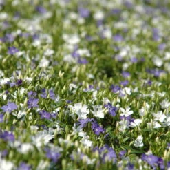 Vinca Minor Bavaria® (Immergrün-Duo Blau/weiß), 6er-Set, Topf 13 Cm Ø -Compo Verkäufe 0310107706 Vinca minor Bavaria 6er Set blau weiss 3 103902