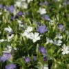 Vinca Minor Bavaria® (Immergrün-Duo Blau/weiß), 6er-Set, Topf 13 Cm Ø