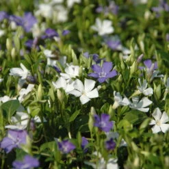 Vinca Minor Bavaria® (Immergrün-Duo Blau/weiß), 6er-Set, Topf 13 Cm Ø