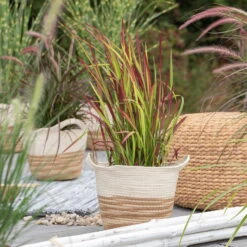 Japanisches Blutgras 'Red Baron', Blattspitzen In Rot, Topf -Ø 19 Cm -Compo Verkäufe 0310300343 Imperata cylindrica Red Baron 1 81621