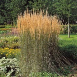 Trockenresistente Stauden Set, 18 Pflanzen Für 3 M², Bunt 39 Trockenresistente Stauden Set, 18 Pflanzen Für 3 M², Bunt -Compo Verkäufe 0310300400 Calamagrostis Karl Foerster Koelles Beste 11cm Topf 4890