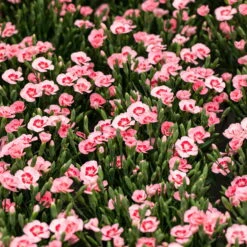 Stauden Nelke 'Peach Party®' Apricot Mit Rotem Auge, Topf-Ø 12 Cm, 6er-Set -Compo Verkäufe 0310501038 Dianthus Peach Party 3er Set2 87648