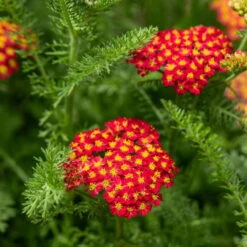 Trockenresistente Stauden Set, 18 Pflanzen Für 3 M², Bunt 24 Trockenresistente Stauden Set, 18 Pflanzen Für 3 M², Bunt -Compo Verkäufe 0319100243 Achillea millefolium rot 1 83071