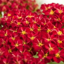 Trockenresistente Stauden Set, 18 Pflanzen Für 3 M², Bunt 23 Trockenresistente Stauden Set, 18 Pflanzen Für 3 M², Bunt -Compo Verkäufe 0319100243 Achillea millefolium rot 83072