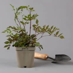 Bio Prachtspiere Weiß, Topf-Ø 11 Cm, 3er-Set -Compo Verkäufe 0319100264 astilbe arendsii weiss 125683