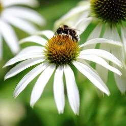 Trockenresistente Stauden Set, 18 Pflanzen Für 3 M², Bunt 32 Trockenresistente Stauden Set, 18 Pflanzen Für 3 M², Bunt -Compo Verkäufe 0319100307 Echinacea Alba tk 122494