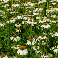 Trockenresistente Stauden Set, 18 Pflanzen Für 3 M², Bunt 38 Trockenresistente Stauden Set, 18 Pflanzen Für 3 M², Bunt -Compo Verkäufe 0319100307 Echinacea purpurea Alba 3er Set 14 113906