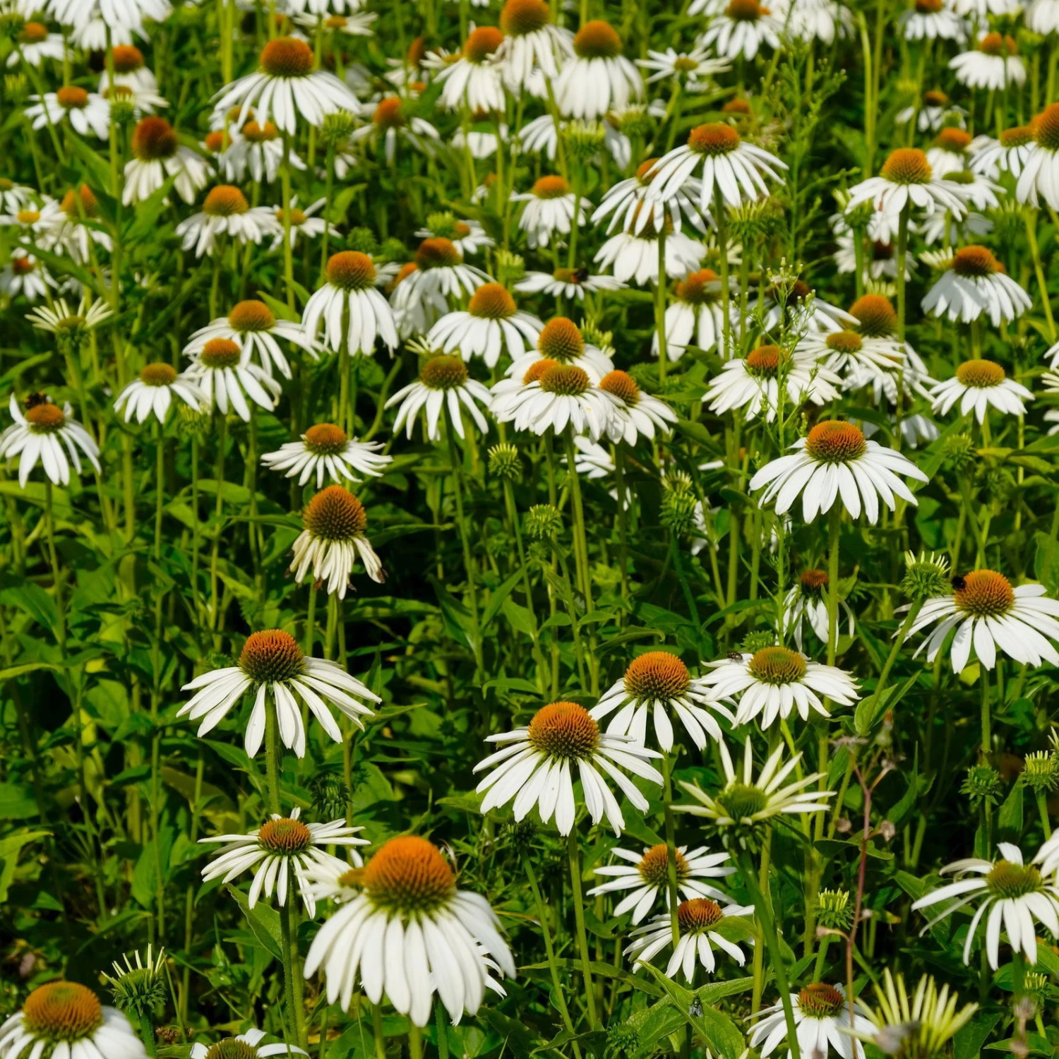 Trockenresistente Stauden Set, 18 Pflanzen Für 3 M², Bunt 19 Trockenresistente Stauden Set, 18 Pflanzen Für 3 M², Bunt – Bild 19