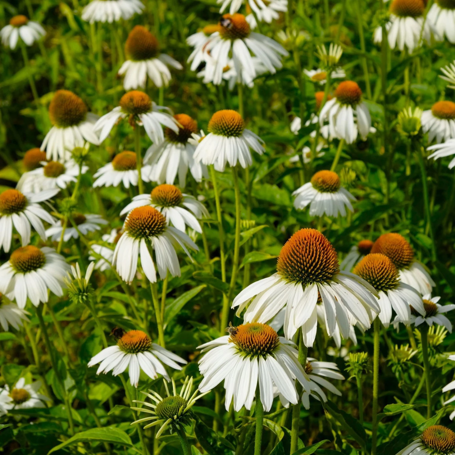 Sonnenhut 'Alba' Weiß, Topf-Ø 11 Cm, 3er-Set 2 Sonnenhut 'Alba' Weiß, Topf-Ø 11 Cm, 3er-Set – Bild 2