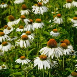 Trockenresistente Stauden Set, 18 Pflanzen Für 3 M², Bunt 37 Trockenresistente Stauden Set, 18 Pflanzen Für 3 M², Bunt -Compo Verkäufe 0319100307 Echinacea purpurea Alba 3er Set 15 113907