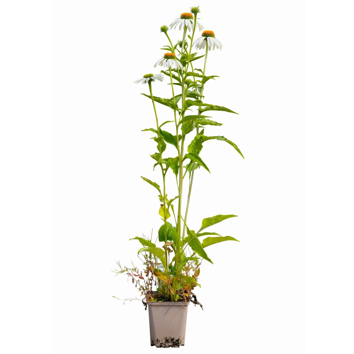 Sonnenhut 'Alba' Weiß, Topf-Ø 11 Cm, 3er-Set 7 Sonnenhut 'Alba' Weiß, Topf-Ø 11 Cm, 3er-Set – Bild 7