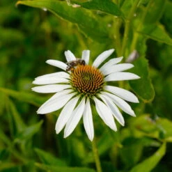 Trockenresistente Stauden Set, 18 Pflanzen Für 3 M², Bunt 36 Trockenresistente Stauden Set, 18 Pflanzen Für 3 M², Bunt -Compo Verkäufe 0319100307 Echinacea purpurea Alba 3er Set 21 113908