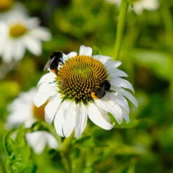 Sonnenhut 'Alba' Weiß, Topf-Ø 11 Cm, 3er-Set 14 Sonnenhut 'Alba' Weiß, Topf-Ø 11 Cm, 3er-Set -Compo Verkäufe 0319100307 Echinacea purpurea Alba 3er Set 8 113909 1