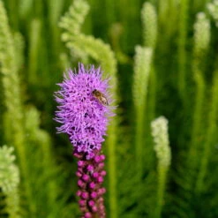 Bio Prachtscharte 'Kobold' Violett, Topf-Ø 11 Cm, 3er-Set -Compo Verkäufe 0319100358 Liatris spicata Kobold 3er Set 17 113914