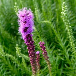 Bio Prachtscharte 'Kobold' Violett, Topf-Ø 11 Cm, 3er-Set -Compo Verkäufe 0319100358 Liatris spicata Kobold 3er Set 8 113915
