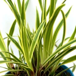 Garten-Segge 'Vanilla Ice', Topf-Ø 12 Cm, 3er-Set 10 Garten-Segge 'Vanilla Ice', Topf-Ø 12 Cm, 3er-Set -Compo Verkäufe 0319100416 carex vanilla ice 7 124998