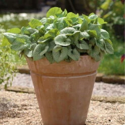 Vergissmeinnicht 'Jack Frost' Blau, Topf-Ø 12 Cm, 3er-Set 9 Vergissmeinnicht 'Jack Frost' Blau, Topf-Ø 12 Cm, 3er-Set -Compo Verkäufe 0319100421 Brunnera macro Jack Frost 84706