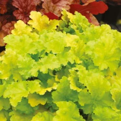 Purpurglöckchen 'Lime Rickey' Limettengrün, Topf-Ø 12 Cm, 3er-Set