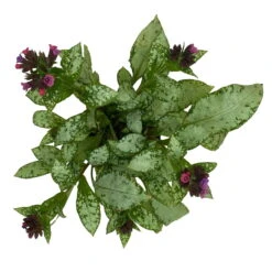 Lungenkraut 'Silver Bouquet' Rosa-blau, Topf-Ø 12 Cm, 3er-Set -Compo Verkäufe 0319100459 Pulmonaria Hybr Silver Bouquet 3er Set rosa blau 10 109625