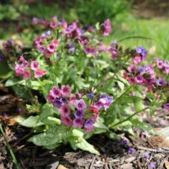 Lungenkraut 'Silver Bouquet' Rosa-blau, Topf-Ø 12 Cm, 3er-Set -Compo Verkäufe 0319100459 Pulmonaria Hybr Silver Bouquet 3er Set rosa blau 92573