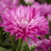 Aster Novi-belgii, Rosa Gefüllt, Topf-Ø 12 Cm, 3er-Set